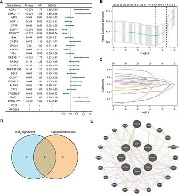 Construction of an endoplasmic reticulum stress-related gene model for predicting prognosis and immune features in kidney renal clear cell carcinoma